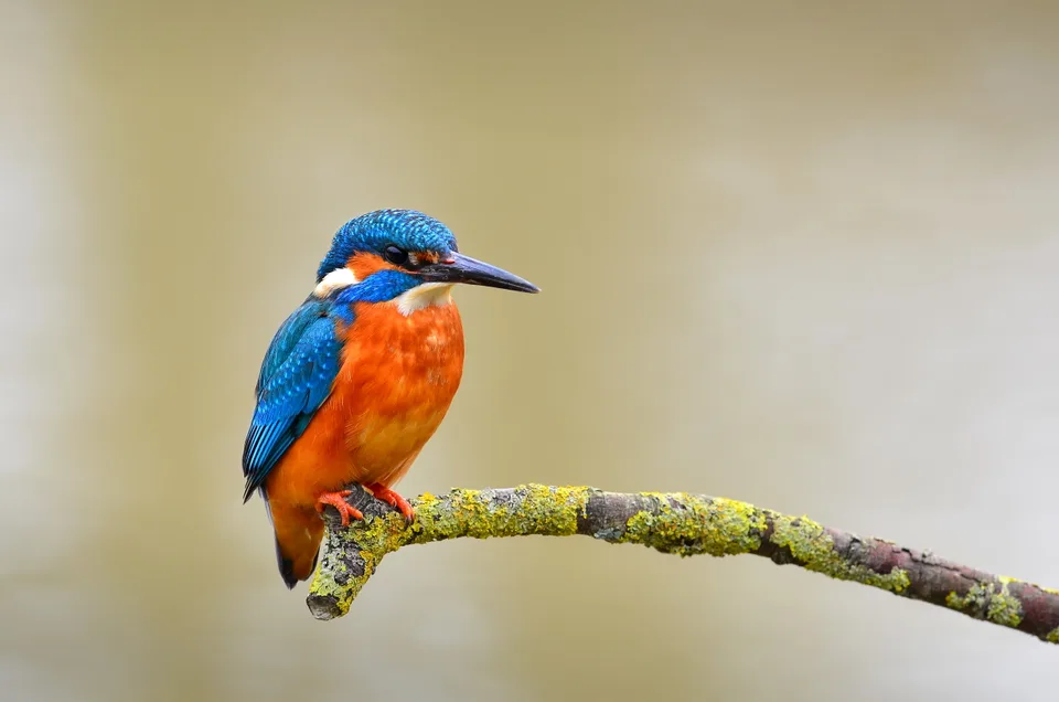 Common kingfisher on a mossy branch, the sample photo used for every measurement in this section