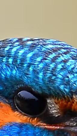 Kingfisher crop at 100%, AVIF quality 50, 148 kB