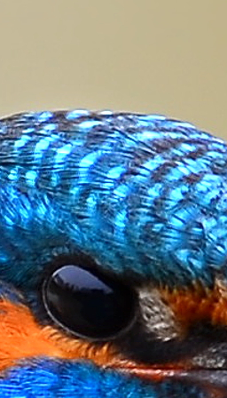 Kingfisher crop at 100%, original, 3.6 MB