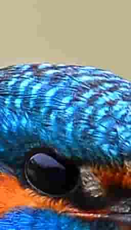 Kingfisher crop at 100%, quality 15, 127 kB
