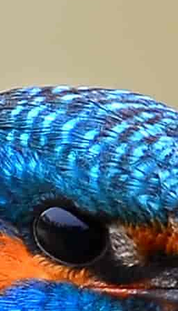 Kingfisher crop at 100%, quality 30, 193 kB