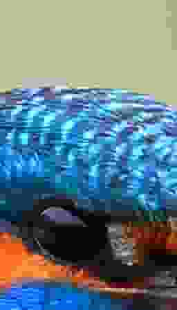 Kingfisher crop at 100%, quality 5, 69 kB